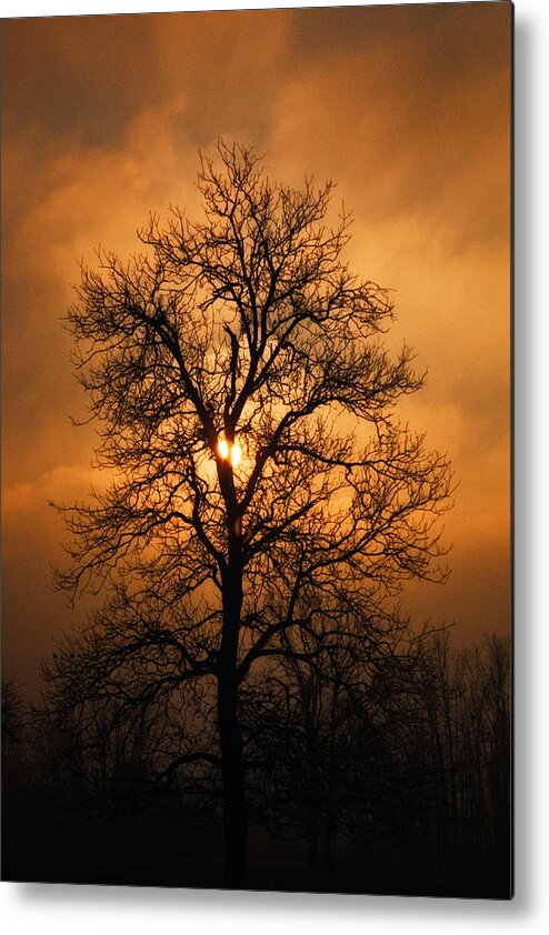 Oak Tree Metal Print featuring the photograph Oak Tree at Sunrise by Michael Dougherty