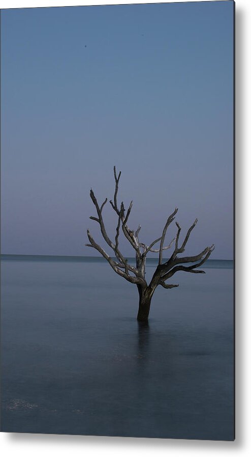 Landscape Metal Print featuring the photograph Ocean Tree by Joe Shrader