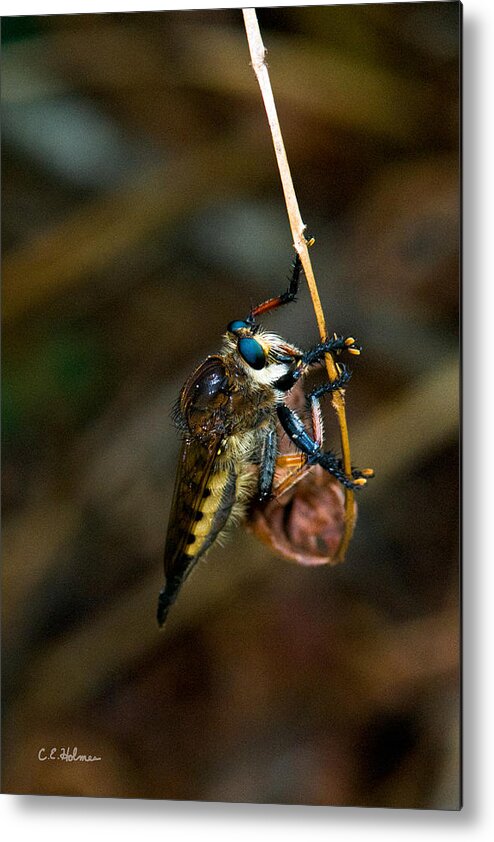 Bug Metal Print featuring the photograph Old Blue Eyes by Christopher Holmes