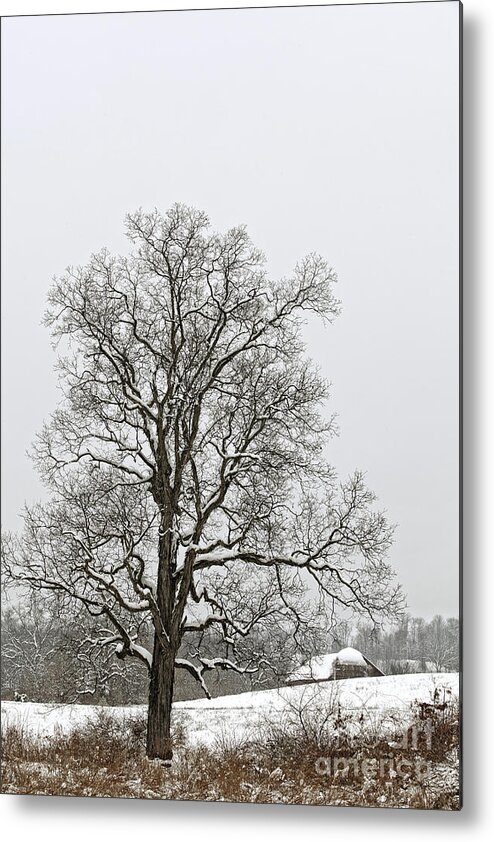 Tree Metal Print featuring the photograph Old Hickory by Nicki McManus