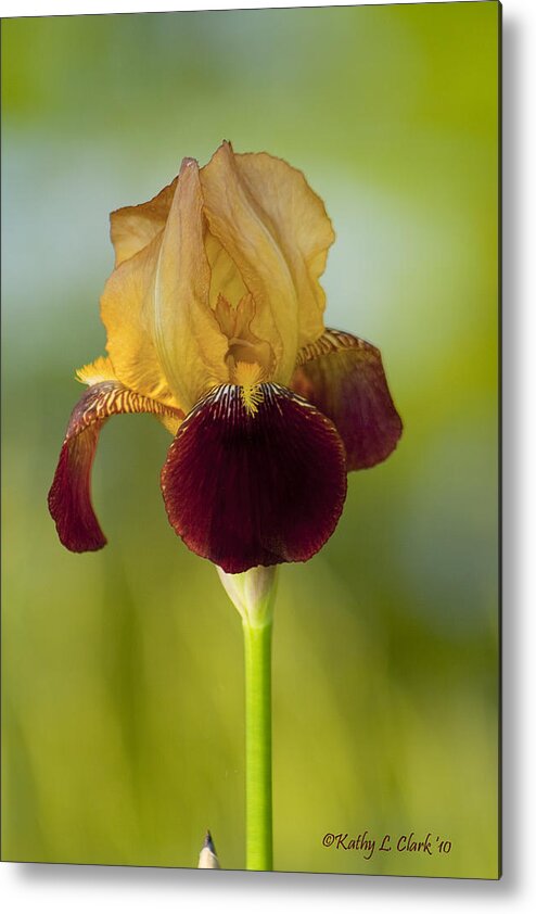 Burgundy Metal Print featuring the photograph Old Timey Burgundy and Gold Iris by Kathy Clark