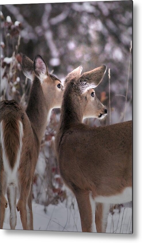 Whitetail Metal Print featuring the photograph On The Look Out by Loni Collins