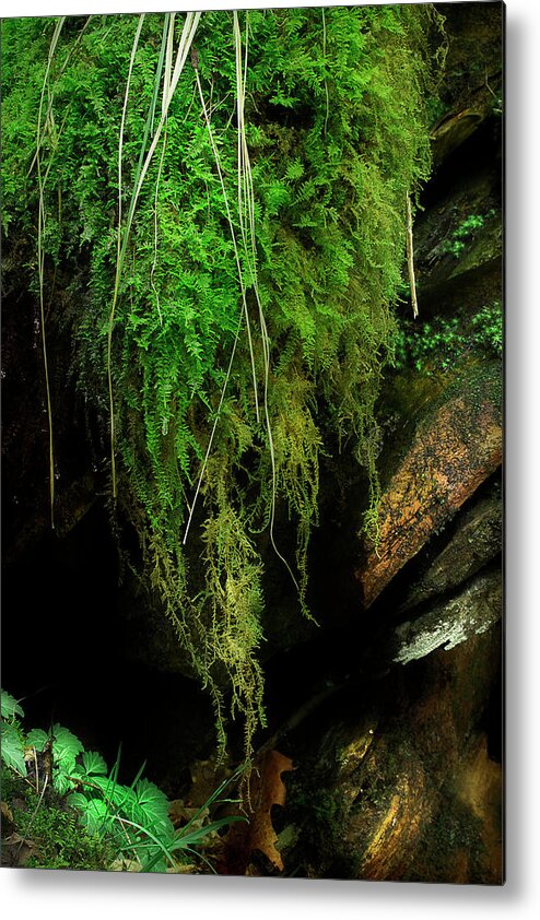 Moss Metal Print featuring the photograph On The Rock Wall by Mike Eingle