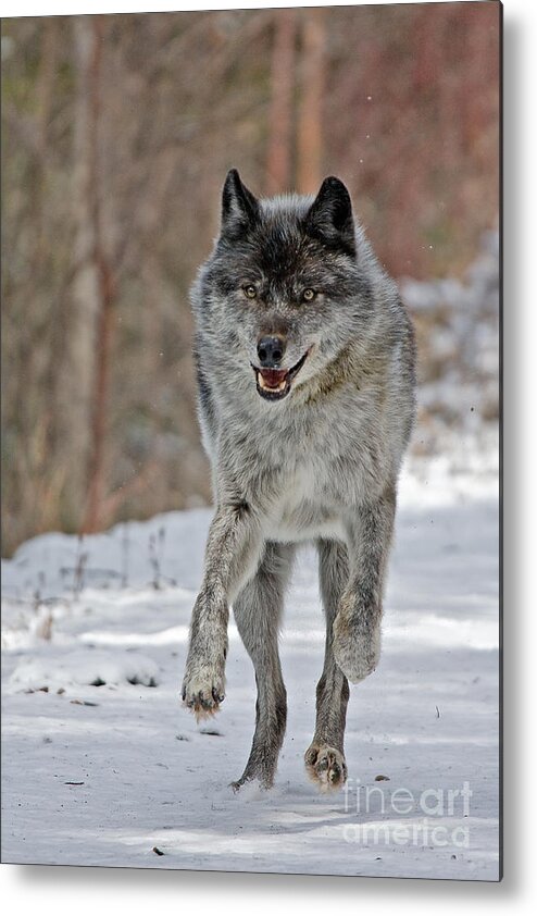 Wolf Metal Print featuring the photograph On the Run by Colette Panaioti