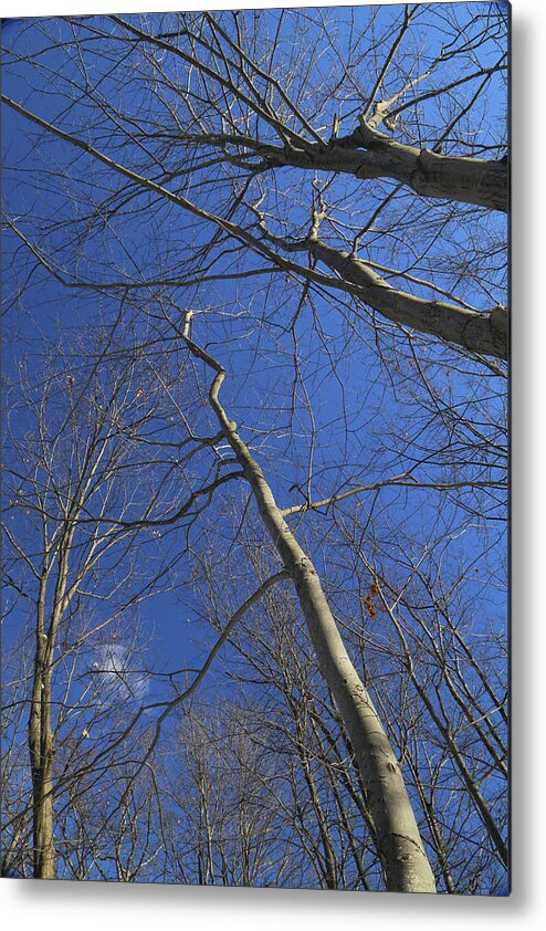 Trees Metal Print featuring the photograph One Tiny Cloud 021218 by Mary Bedy