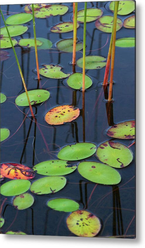 Lily Pad Metal Print featuring the photograph Orange and Green Water Lily Pads by Juergen Roth