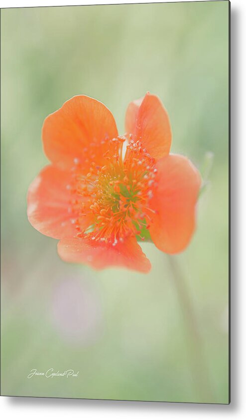 Grecian Rose Metal Print featuring the photograph Orange Grecian Rose by Joann Copeland-Paul