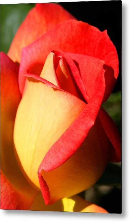 Orange Rosebud Metal Print featuring the photograph Orange Rosebud by PIXELS XPOSED Ralph A Ledergerber Photography