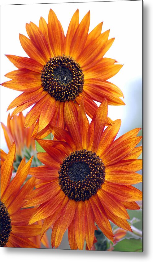 Sunflower Metal Print featuring the photograph Orange Sunflower 2 by Amy Fose