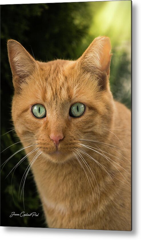 Orange Tabby Cat Metal Print featuring the photograph Orange Tabby Cat by Joann Copeland-Paul