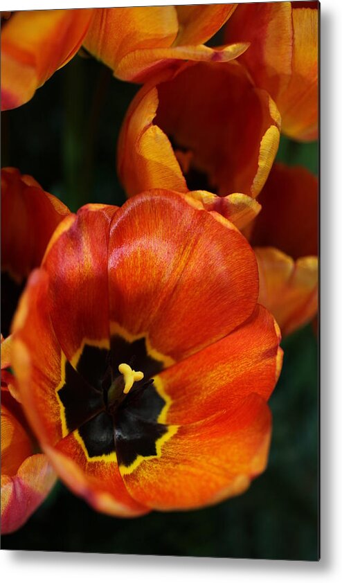 Tulips Metal Print featuring the photograph Orange Tulips by Tammy Pool
