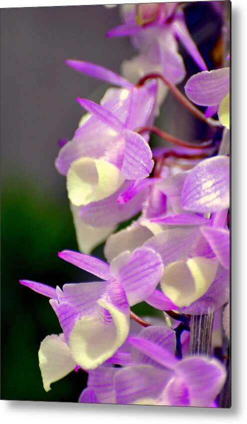 Orchid Metal Print featuring the photograph Orchid 25 by Marty Koch