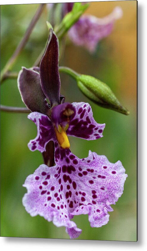 Orchid Metal Print featuring the photograph Orchid - Caucaea rhodosticta by Heiko Koehrer-Wagner