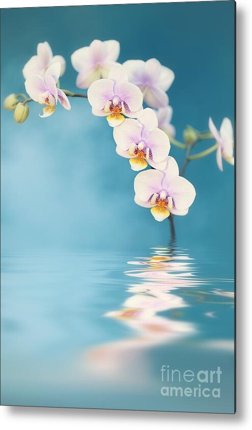 Orchids Metal Print featuring the photograph Orchid Dreams by Susan Gary