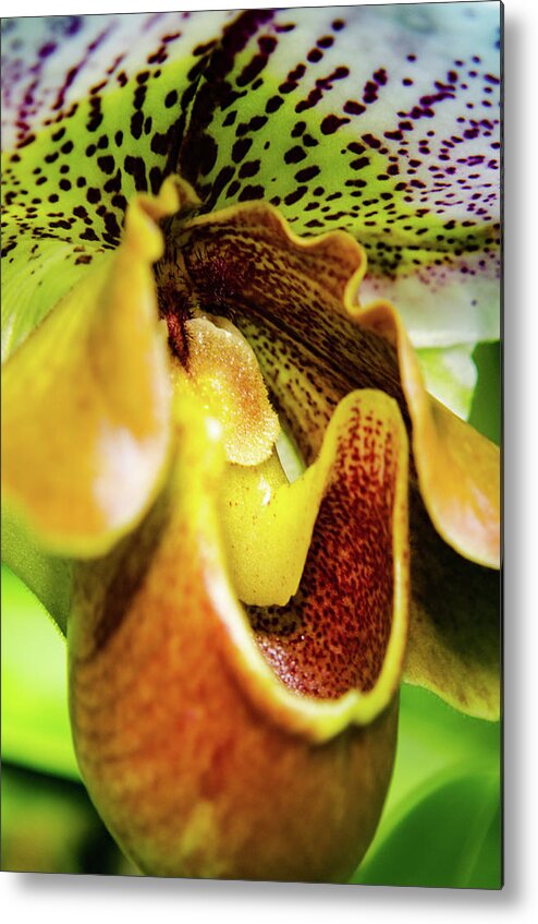Cleveland Botanical Gardens Metal Print featuring the photograph Orchid Faces by Stewart Helberg