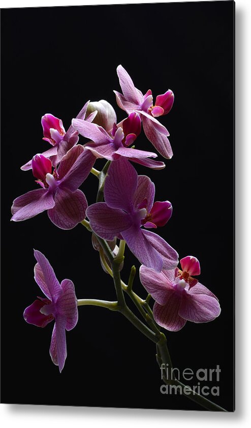 Orchid Metal Print featuring the photograph Orchid in flight by Robert WK Clark