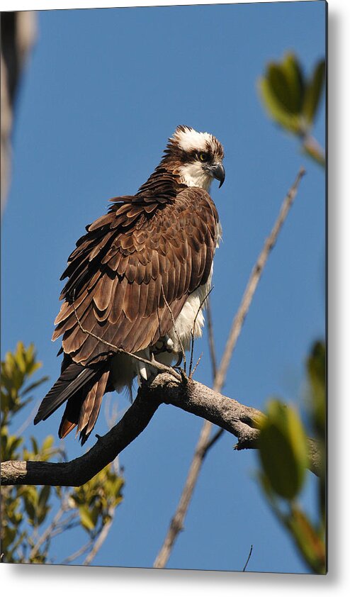 Osprey Metal Print featuring the photograph Osprey on Perch by Alan Lenk