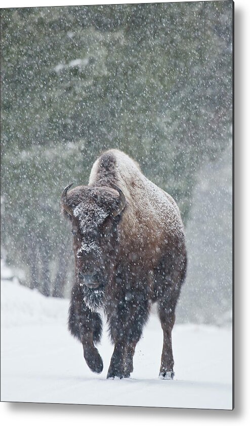 Bison Buffalo American Endangered Species Extinction Recovery Yellowstone Winter Snow Bull Snowing Cold Storm Metal Print featuring the photograph Out of the Snow by D Robert Franz