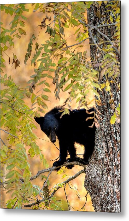 Black Bear Metal Print featuring the photograph Out On A Limb by Carol Montoya
