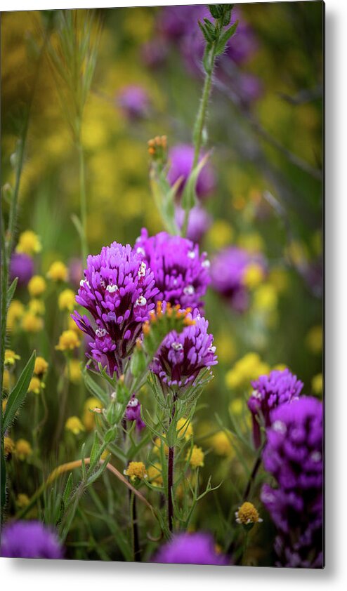 Blm Metal Print featuring the photograph Owl's Clover by Peter Tellone