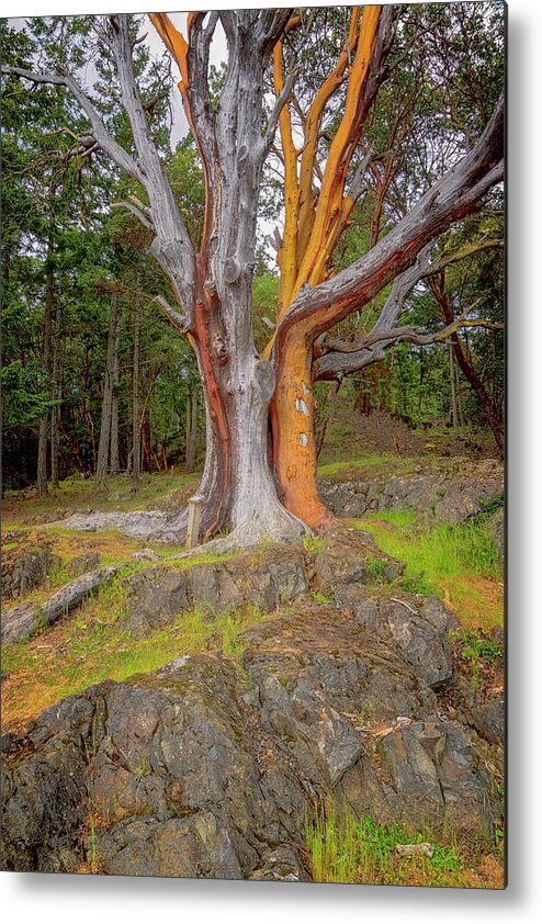 Oregon Coast Metal Print featuring the photograph Pacific Madrone Tree by Tom Singleton