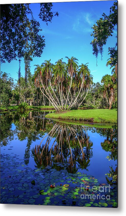 Palm Metal Print featuring the photograph Palm Cluster Reflection by Tom Claud