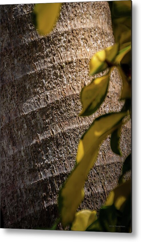 Coconut Grove Metal Print featuring the photograph Palm Trunk - Miami by Frank Mari