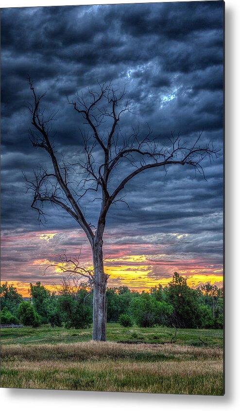 Tree Metal Print featuring the photograph Palpatine Tree by Fiskr Larsen