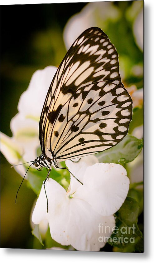 Butterfly Metal Print featuring the photograph Paper Kite on White by Ana V Ramirez