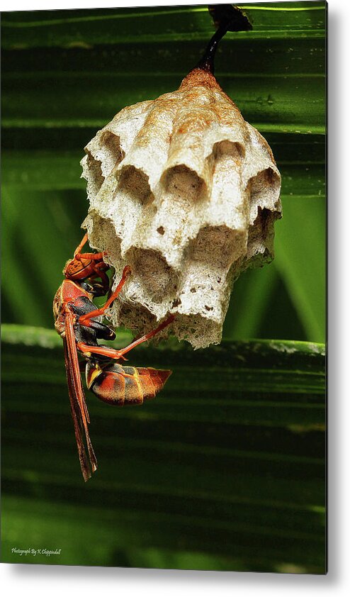 Paper Wasps Metal Print featuring the photograph Paper wasps 00666 by Kevin Chippindall