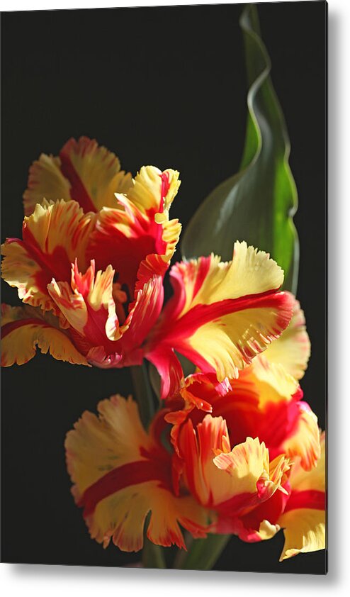 Tulip Metal Print featuring the photograph Parrot Tulip by Tammy Pool