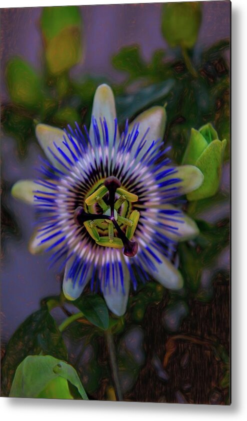 Flower Metal Print featuring the photograph Passion Flower by Patricia Dennis