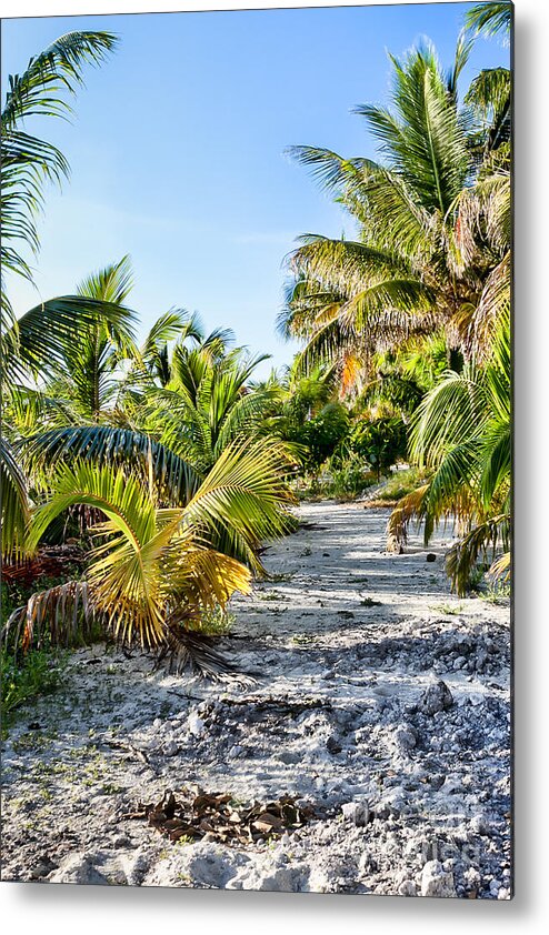 Beach Metal Print featuring the photograph Path Along the Palms by Lawrence Burry