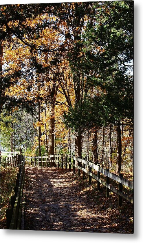 Mississippi Palisade State Park Metal Print featuring the photograph Path to a New Adventure by Bruce Bley