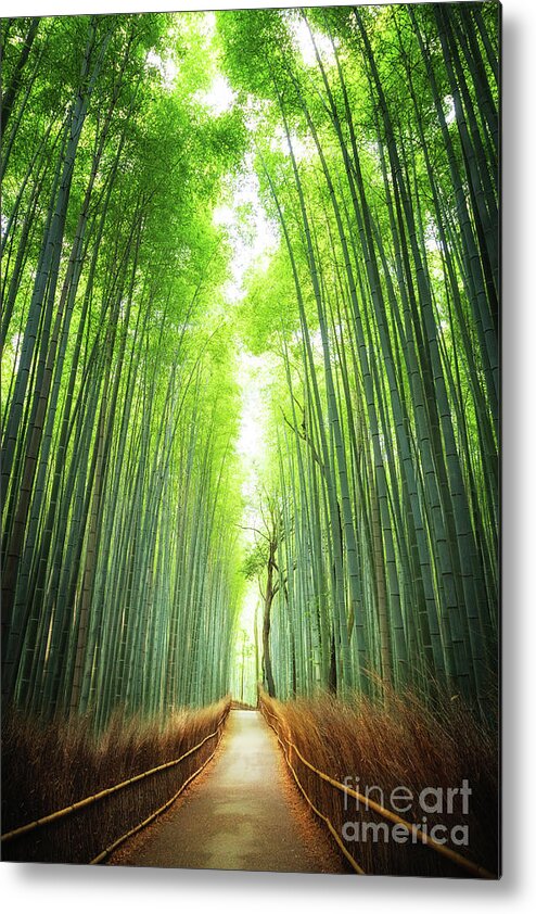 Bamboo Metal Print featuring the photograph Pathway through the bamboo grove Kyoto by Jane Rix