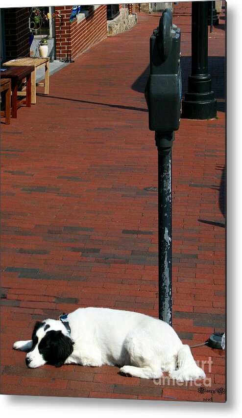 Dog Metal Print featuring the photograph Patience by Terry Burgess