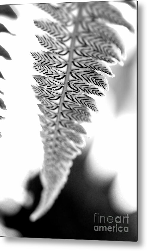 Garden Metal Print featuring the photograph Patterns in Nature Black and White by Angela Rath