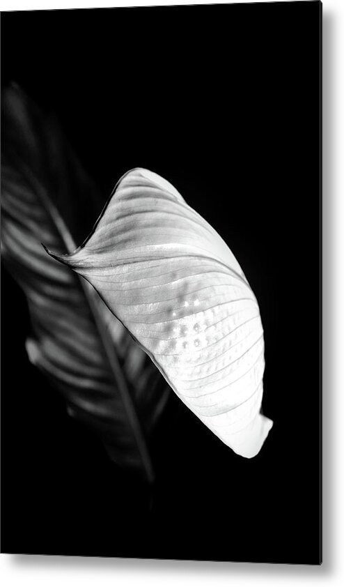 Peace Lily Metal Print featuring the photograph Peace Lily Minimalism in Black and White by Nadalyn Larsen