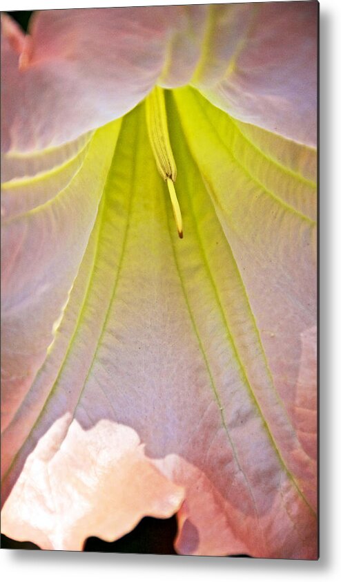 Peach Angel's Trumpet Inside At Pilgrim Place In Claremont Metal Print featuring the photograph Peach Angel's Trumpet Inside at Pilgrim Place in Claremont-California by Ruth Hager
