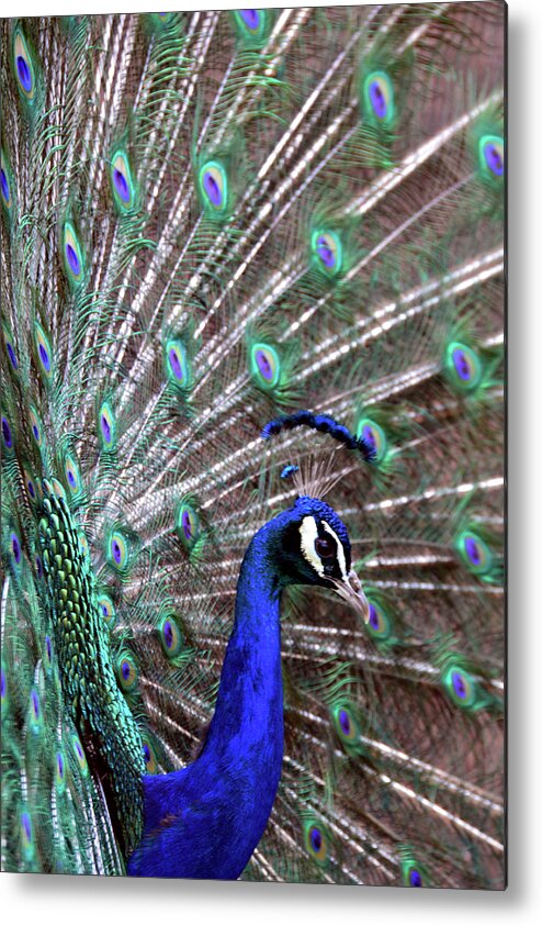 Zoo Metal Print featuring the photograph Peacock Profile by Angelina Tamez