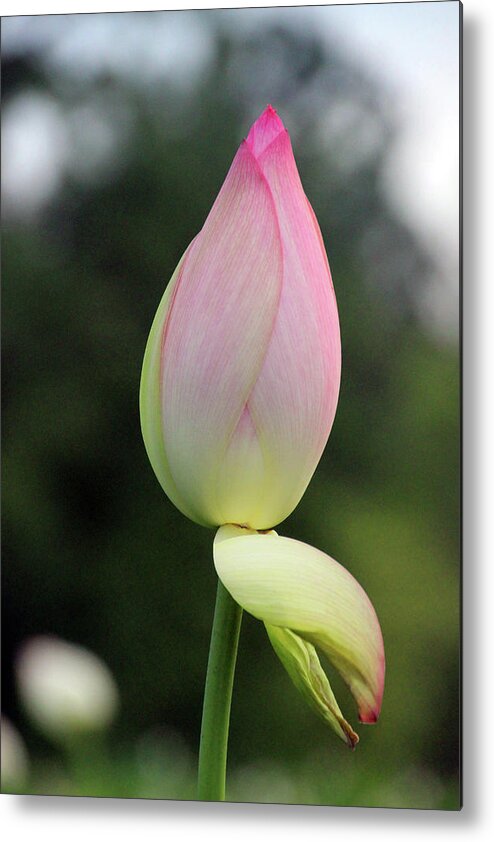 Lotus Metal Print featuring the photograph Peeling by Carolyn Stagger Cokley