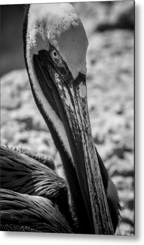 Florida Metal Print featuring the photograph Pelican in Florida by Jason Moynihan