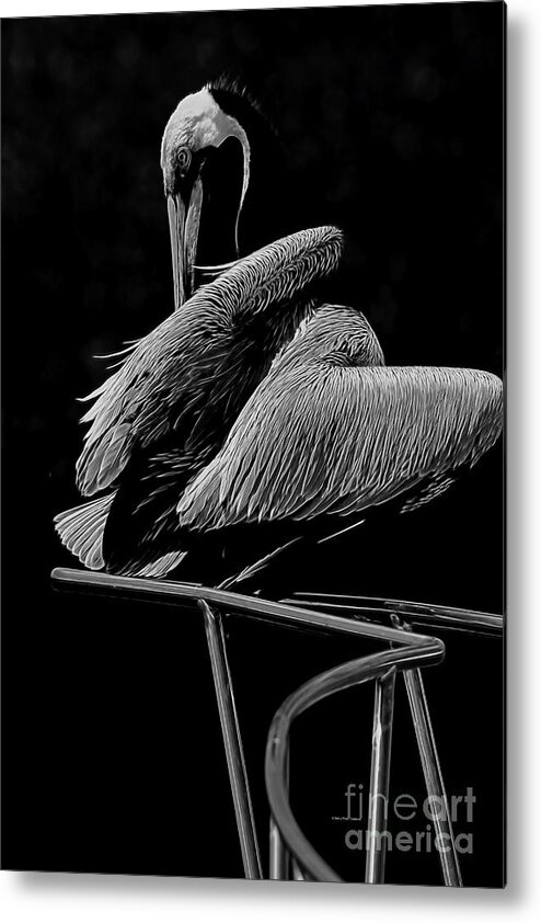 Deborah Benoit Metal Print featuring the photograph Pelican On Chrome by Deborah Benoit
