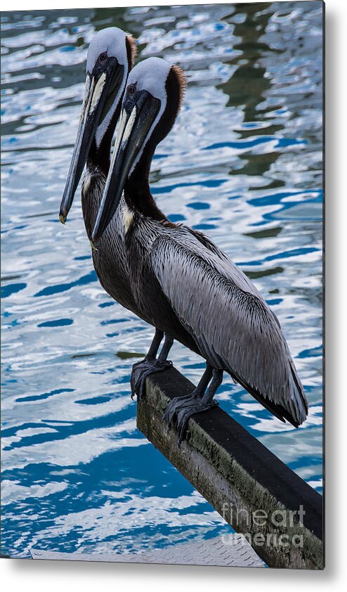 Pelicans Metal Print featuring the photograph Pelicans by John Greco
