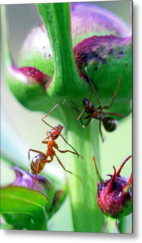  Insects Metal Print featuring the photograph Peony Bud by Jennifer Robin