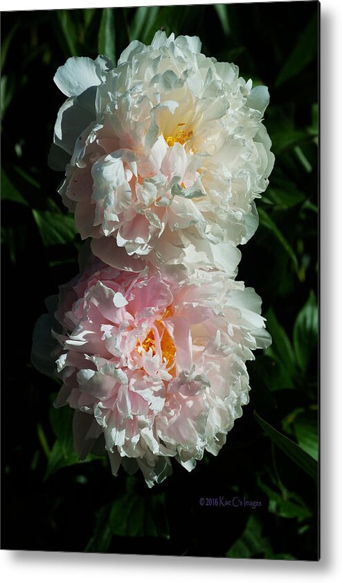 Peony Flower Metal Print featuring the photograph Peony Duo by Kae Cheatham
