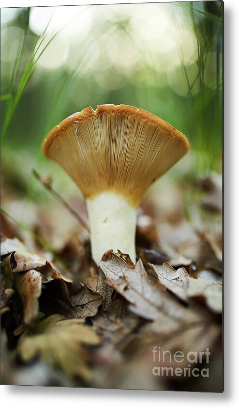 Peppery Metal Print featuring the photograph Peppery milk-cap, edible mushroom by Ragnar Lothbrok