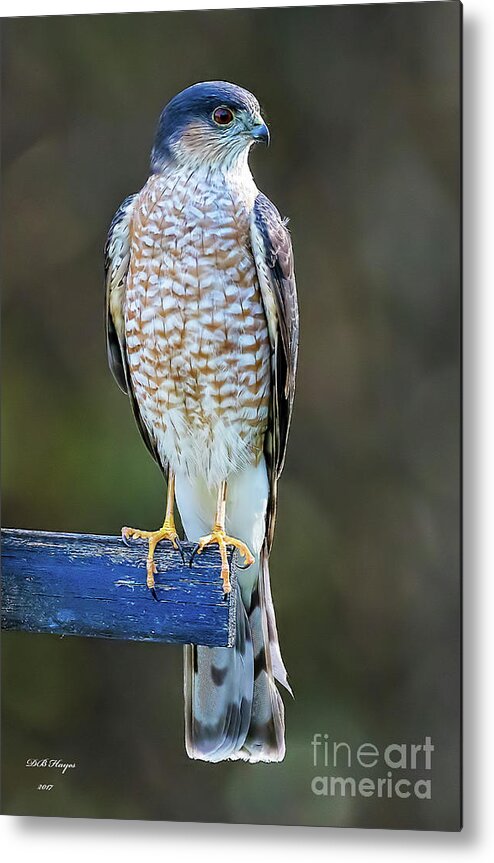Hawks Metal Print featuring the photograph Sharp-Shinned Hawk by DB Hayes