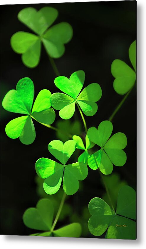 Clover Metal Print featuring the photograph Perfect Green Shamrock Clovers by Christina Rollo