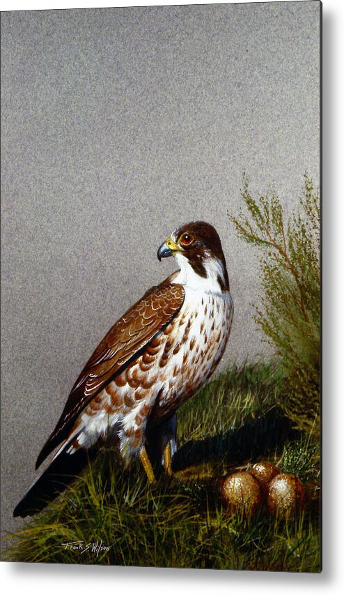 Perigrine Falcon With Eggs Metal Print featuring the painting Perigrine Falcon With Eggs by Frank Wilson